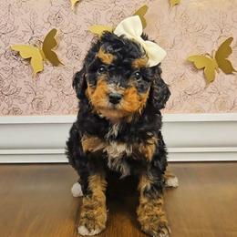 Aurora - Tri-color female Bernedoodle puppy in Russell Springs, Kentucky from 270 Doodles