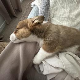 Pembroke Welsh Corgi Puppies from McGovern Family Corgis