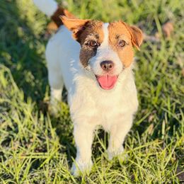 Chanel - Russell Terrier