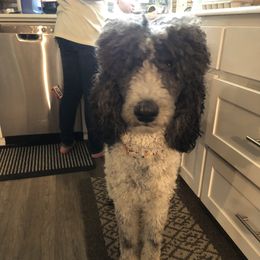 Annie - Poodle