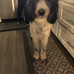 Annie - Poodle