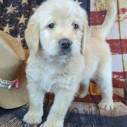 Golden Retrievers, Labradoodles, and Labrador Retrievers from Robertson's Retrievers & Doodles