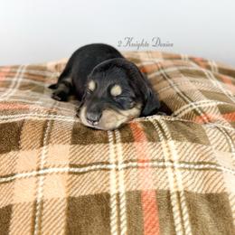 Rogue - Black and cream male Dachshund puppy in New Braunfels, Texas from 2 Knights Doxies
