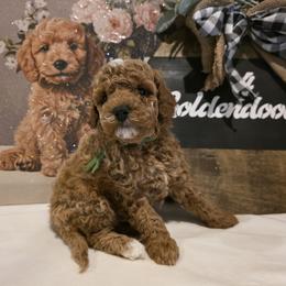 Bernedoodle, Goldendoodle, and Poodle Puppies from 4goldendoodles