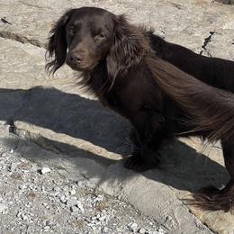 Teddy - Dachshund