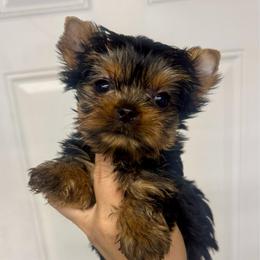 Romeo - Black and gold male Yorkshire Terrier puppy in Fredericksburg, Indiana from Yorkie Blessings