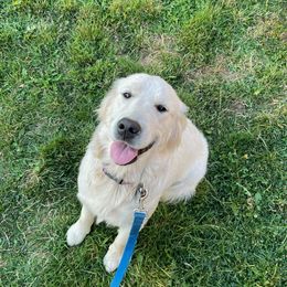 Lily - Golden Retriever