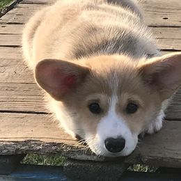 Pembroke Welsh Corgi Puppies from Winterflower Corgis