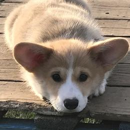 Pembroke Welsh Corgi Puppies from Winterflower Corgis
