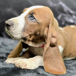 Khoa (Pink) - Mahogany and white female Basset Hound puppy in Amelia, Ohio from Lady Mae Bassets