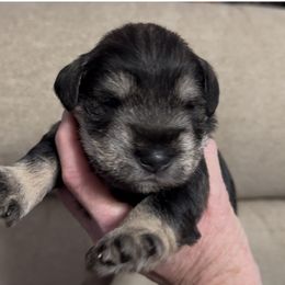 Male - Salt and pepper male Miniature Schnauzer puppy in La Fayette, Georgia from Daniels Mini Schnauzers