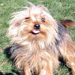 Rascal - Blue and gold female Yorkshire Terrier puppy in Baraga, Michigan from Ojibwa Yorkies