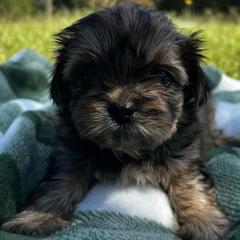 Shih Tzus and Shorkies from Shorkie & Shih Tzu Haven