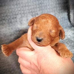 Chopper Dark Red Mini Poodle - Red  male Poodle puppy in Falcon, Missouri from Cedar House Heritage Poodles | AKC Toy & Miniature Poodle Puppies Raised in Home