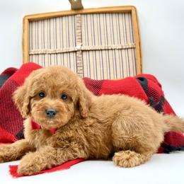 Buddy OFA - Red male Cavapoo puppy in Falmouth, Michigan from Dyer Lake Newfoundland’s
