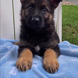 Finn - Sable male German Shepherd puppy in Cave City, Arkansas from Bayou Valley Shepherds and American Hunt Terriers