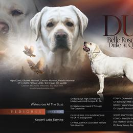 Duke - Labrador Retriever