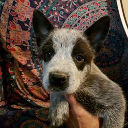 Australian Cattle Dog Puppies from Blue Coyote Ranch