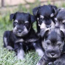 Miniature Schnauzers from Arnold Acres Mini Schnauzers