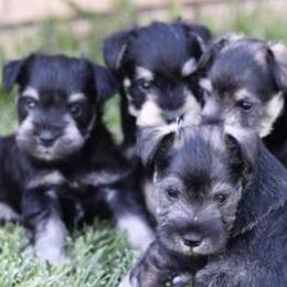 Miniature Schnauzers from Arnold Acres Mini Schnauzers