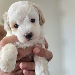 Marshmallow - Brown and white female Aussiedoodle puppy in Prescott Valley, Arizona from Ramirez Family Doodles