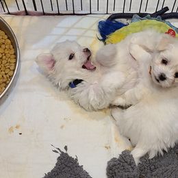 Coton de Tulear Puppies from Classy Cotons