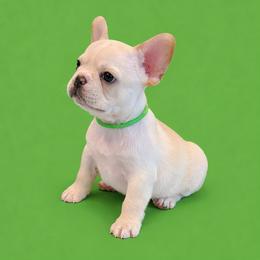Mr Green - Cream male French Bulldog puppy in Clinton, Tennessee from Summer Rose