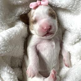 Magpie - Blenheim female Cavapoo puppy in Aiken, South Carolina from Cavapoos of the Carolinas