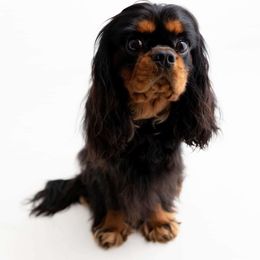 Diggs - Cavalier King Charles Spaniel