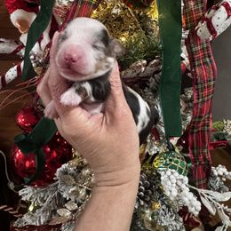 Gus - Dapple male Dachshund puppy in Valliant, Oklahoma from Buzzard kreek Kennels