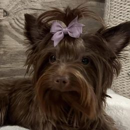 Yorkshire Terriers from Peach State Yorkies