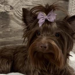 Yorkshire Terriers from Peach State Yorkies