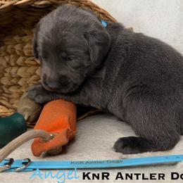 Angel - Charcoal female Dilute Retriever puppy in Grants Pass, Oregon from KnR Antler Dogs