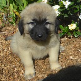 Boy 4 - Fawn Anatolian Shepherd Dog puppy in Black, Alabama from Pine Meadows Farm