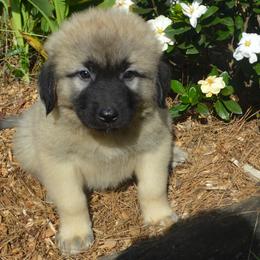 Boy 4 - Fawn Anatolian Shepherd Dog puppy in Black, Alabama from Pine Meadows Farm