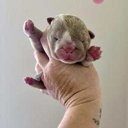 Poppy - Lilac tri-color female Bulldog puppy in Hernando, Mississippi from Blues City Bulldogs