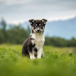 Pomsky Puppies from Pioneer Peak Pomskies