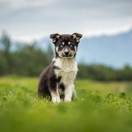 Pomsky Puppies from Pioneer Peak Pomskies
