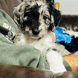 JUNIPER - Merle female Sheepadoodle puppy in Buffalo, Minnesota from Fur-ever Doodles