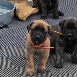 LADY CORA - Orange Collar Apricot Girl - Apricot female Mastiff puppy in Auburn, Kansas from Puppy Paradise:  English Mastiff Puppies & Standard Goldendoodle Puppies