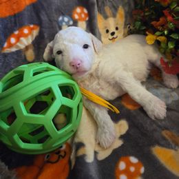 Ivy - Cream female Poodle puppy in Wittmann, Arizona from Marlees Puppies 1