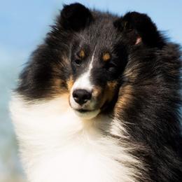 Mischa - Shetland Sheepdog