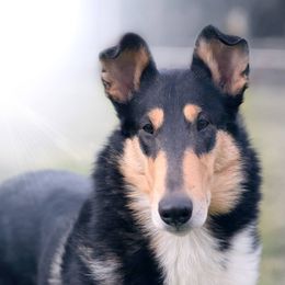 Collies from Tercan Collies