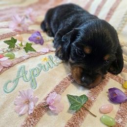 April - Black and tan female Dachshund puppy in Celina, Texas from Daisy's Doxies