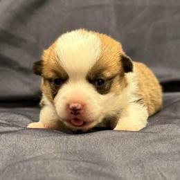 Ladybug - Sable female Pembroke Welsh Corgi puppy in Arcanum, Ohio from Weissway Corgis