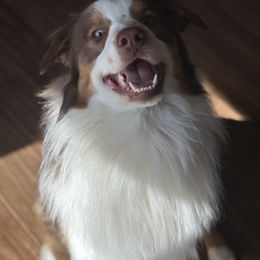 Australian Shepherd All Grown Up from OakHaven Acres Aussies