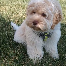 Cockapoo Puppies from Maple’s Cockapoo Puppies