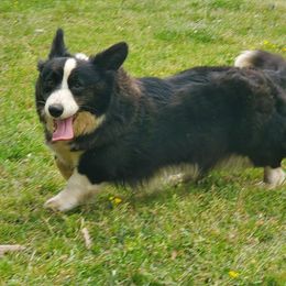 Magic - Black and white Cardigan Welsh Corgi puppy in Natchitoches. La, Louisiana from Bleu Bayou Corgis