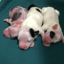 Chinese Crested Puppies from Ridgelake Ranch Chinese Cresteds