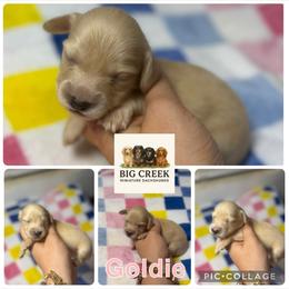 Goldie - Cream female Dachshund puppy in Durant, Oklahoma from Big Creek Mini Dachshund